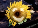 lustige Sonnenblume